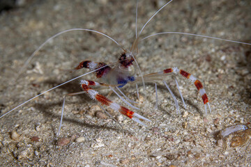 Shrimp @ Pulau Weh, Indonesia
