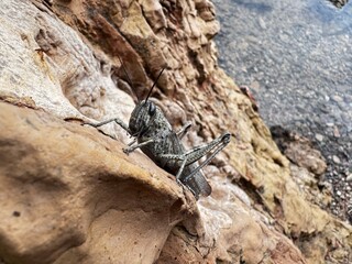 Desert locust on rock