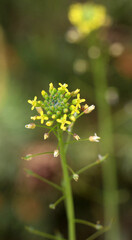 Camelina microcarpa blooms in nature in spring