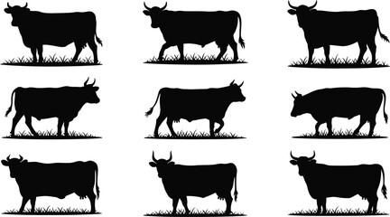 Nine silhouettes of cows grazing in grass © Murad