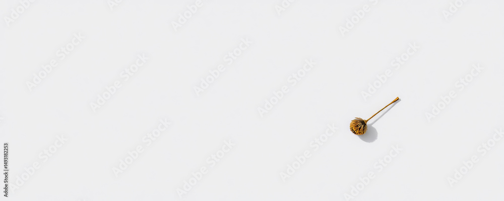 Poster dried flower on white background with soft shadow creating minimal and calm atmosphere