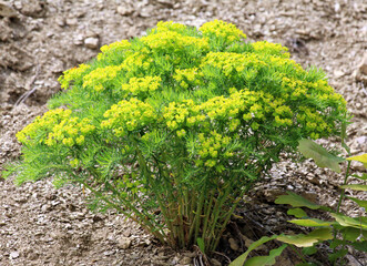 In spring, Euphorbia cyparissias blooms among herbs
