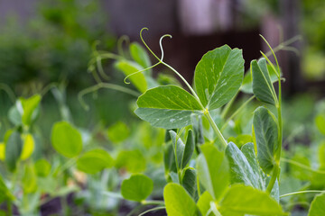 Close-up view of small pea plants growing in a garden bed during early spring