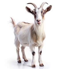 Fototapeta premium goat on white background
