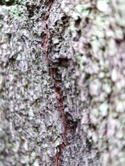 A close-up, vertical shot of tree bark, heavily textured with deep crevices and a rugged, uneven surface. A prominent, darker, reddish-brown crack runs down the center of the image, contrasting with t