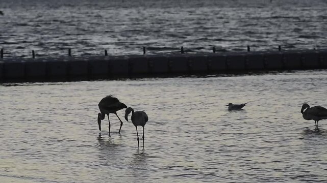 Peru, Paracas Bay, Pacific Ocean, sunset with pelicans on the beach