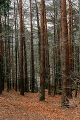 forest in autumn, Gerês, Portugal
