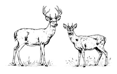 deer and doe in forest wildlife scene