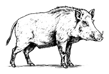 wild boar profile view forest animal
