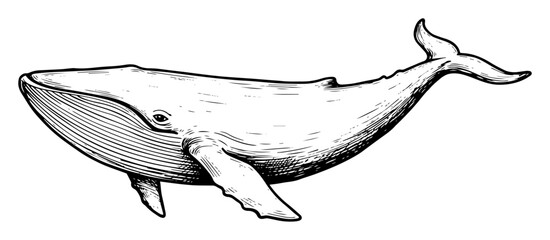 blue whale swimming in monochrome outline vector illustration