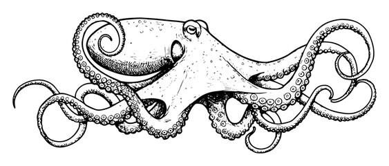 octopus in detailed monochrome outline hand drawn style