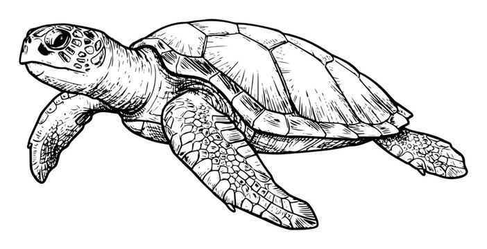 sea turtle swimming in ocean in outline sketch vector style