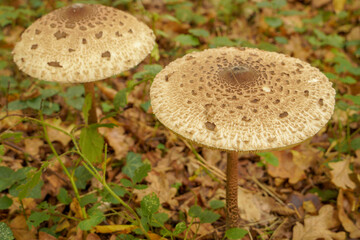 Parasol mushroom (macrolepiota procera) growing on forest floor.
