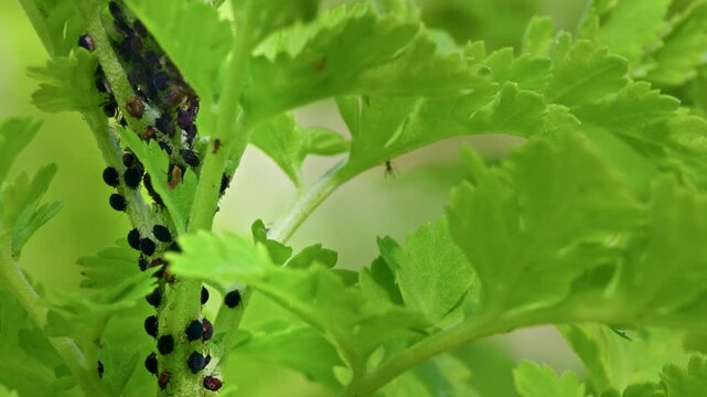 Aphid Infestation. Close up footage of ants and aphids plant infestation.