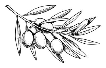 olive branch with fruit in botanical sketch engraving style