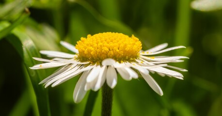 Obraz premium Close-up of a daisy flower in a green garden.