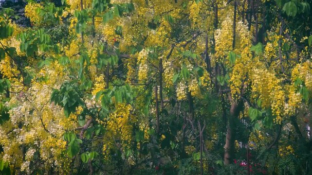 Beautiful yellow hanging  Golden shower tree.