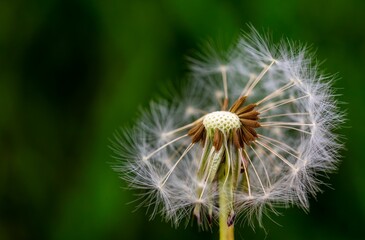 Fototapeta premium Dandelion Close-Up with Blurred Green Background