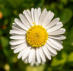 Fototapeta premium Close-up of a white daisy with a yellow center.