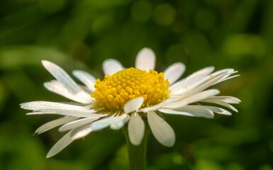 Fototapeta premium Close-up of a daisy flower with white petals.