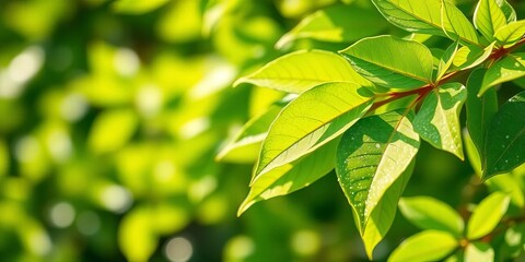 Obraz premium Vibrant green leaves with sparkling glitter, bokeh effect, fresh spring/summer nature background, summer, vivid