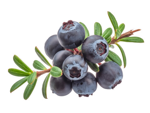 A fresh crowberry cluster isolated on white background matte black skin alpine plant