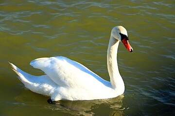 Obraz premium White swan close-up on the Danube