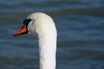 Close-up of a white swan's head