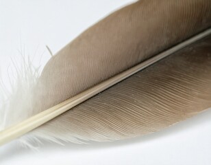 Brown Feather Close-Up on White Background