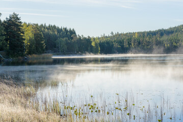 Misty lake scene in early autumn with reeds and trees along the shore, tranquil forest setting with...