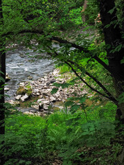 River Botic flowing through lush forest in the pacific northwest