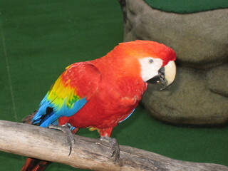 Ocean park, Hong Kong in 2005, parrot