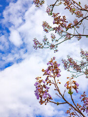 Blooming paulownia tree branches reaching for the cloudy sky