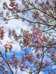 Blooming paulownia tree branches reaching for a cloudy blue sky