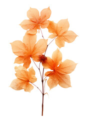 watercolor illustration of a *autumn leaves* png