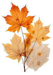watercolor illustration of a *autumn leaves* png