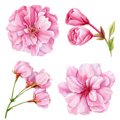 Set pink flowers watercolor botanical elements isolated on white Cherry floral blossoms collection for design, sakura