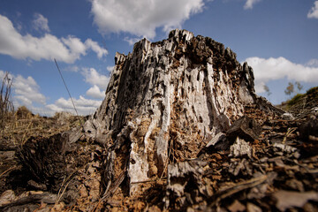 Stump of a dry old tree eaten by insects