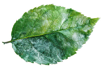 watercolor illustration of a *autumn leaves* png