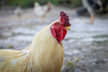 Close-up of a rooster with a vibrant red comb.
