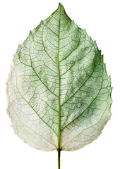 watercolor illustration of a *autumn leaves* png