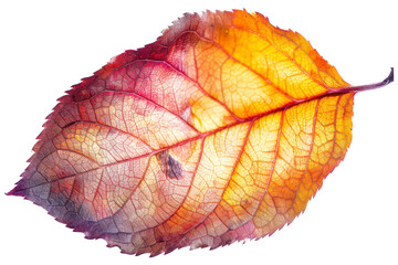 watercolor illustration of a *autumn leaves* png
