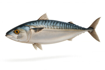Fototapeta premium Realistic illustration of a mackerel fish with blue and silver scales and detailed features on transparent background.