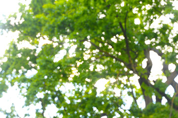 Blurred green forest background, natural abstract scenery with soft focus	