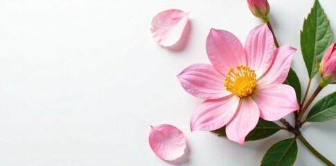 Obraz premium Delicate flower blooms on a pure white surface, clean, plants, petals