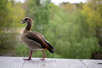 En el río de la ciudad