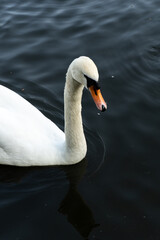swan on the lake