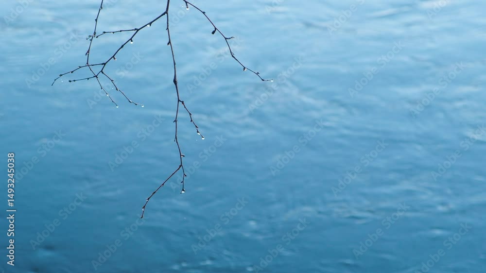 Poster autumn tree branches with rain drops swaying slowly against flowing water in misty river, tranquilit