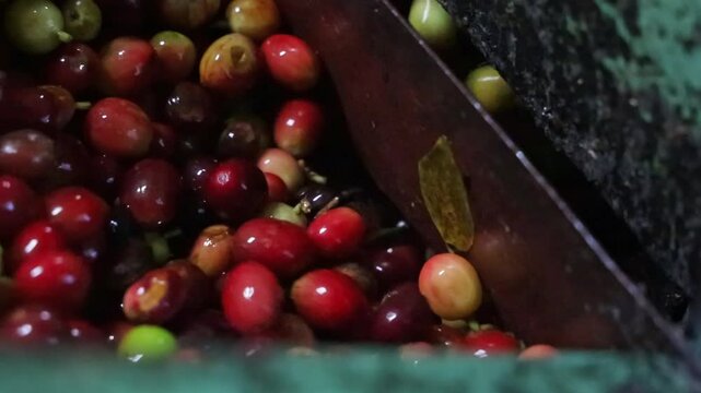 Closeup footage of pile of raw clean coffee beans falling in machine during the processing