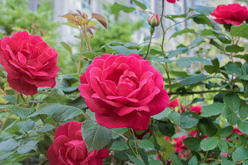 Romantic Red Rose Symbolizing Love and Passion